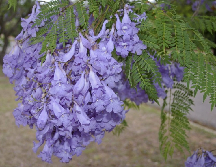 藍花楹花期 藍花楹花期