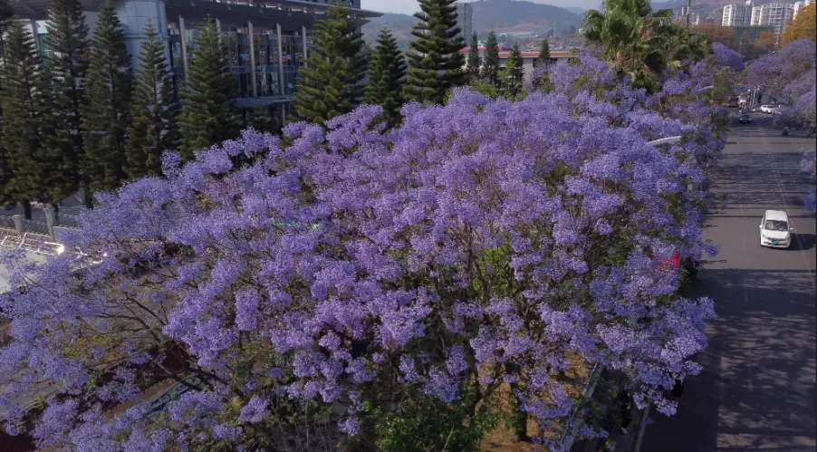 賞花景點